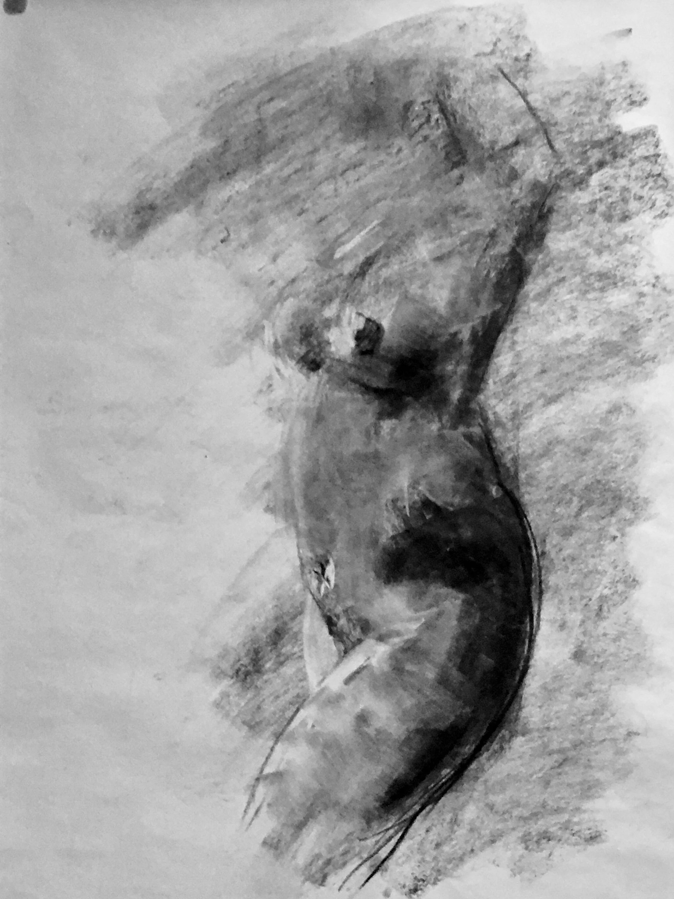 Charcoal on sugar paper 2019