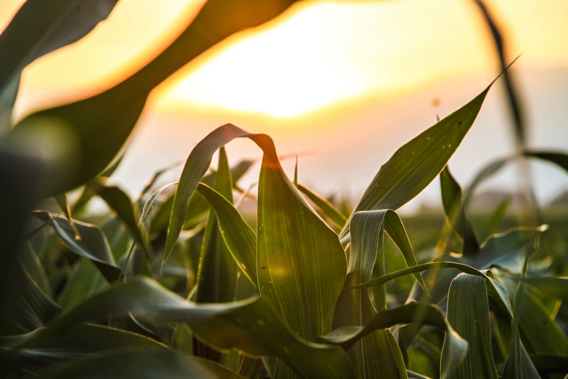 Corn_Field_EAA.jpg
