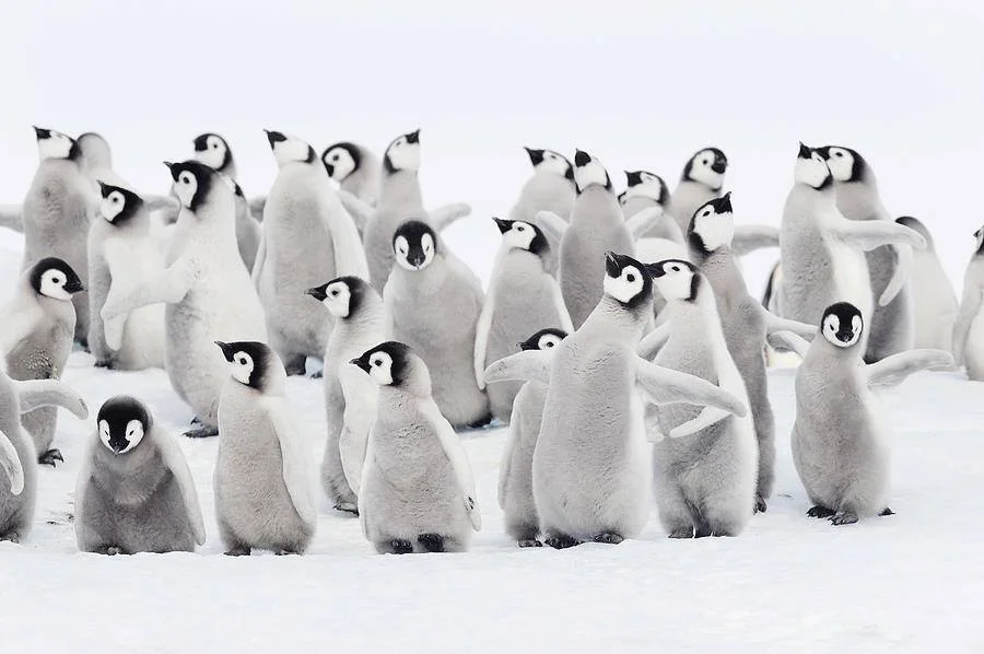 penguins_museum.jpg