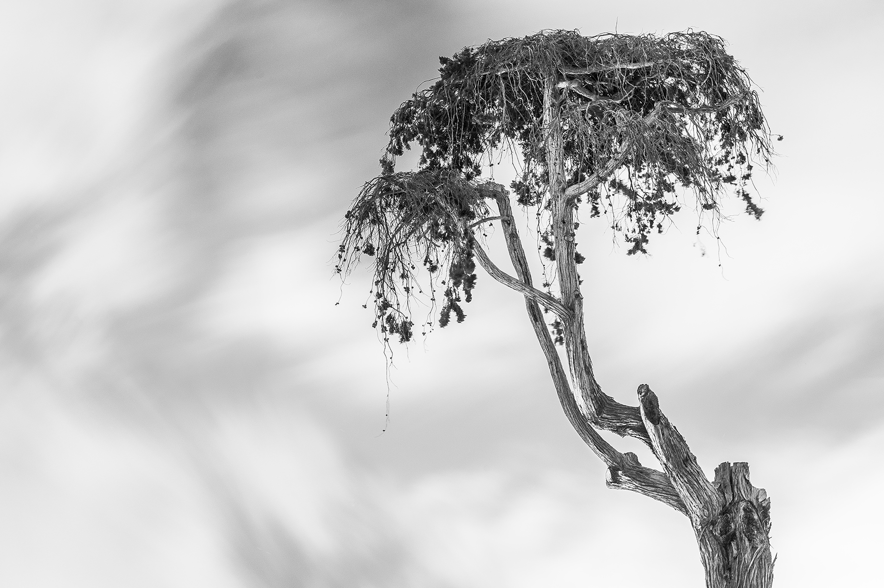 Tree at Night 20160804 • Ocean Beach, CA