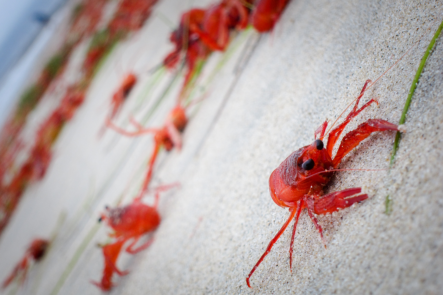 So...Many...Crabs 20150611 • Ocean Beach, CA
