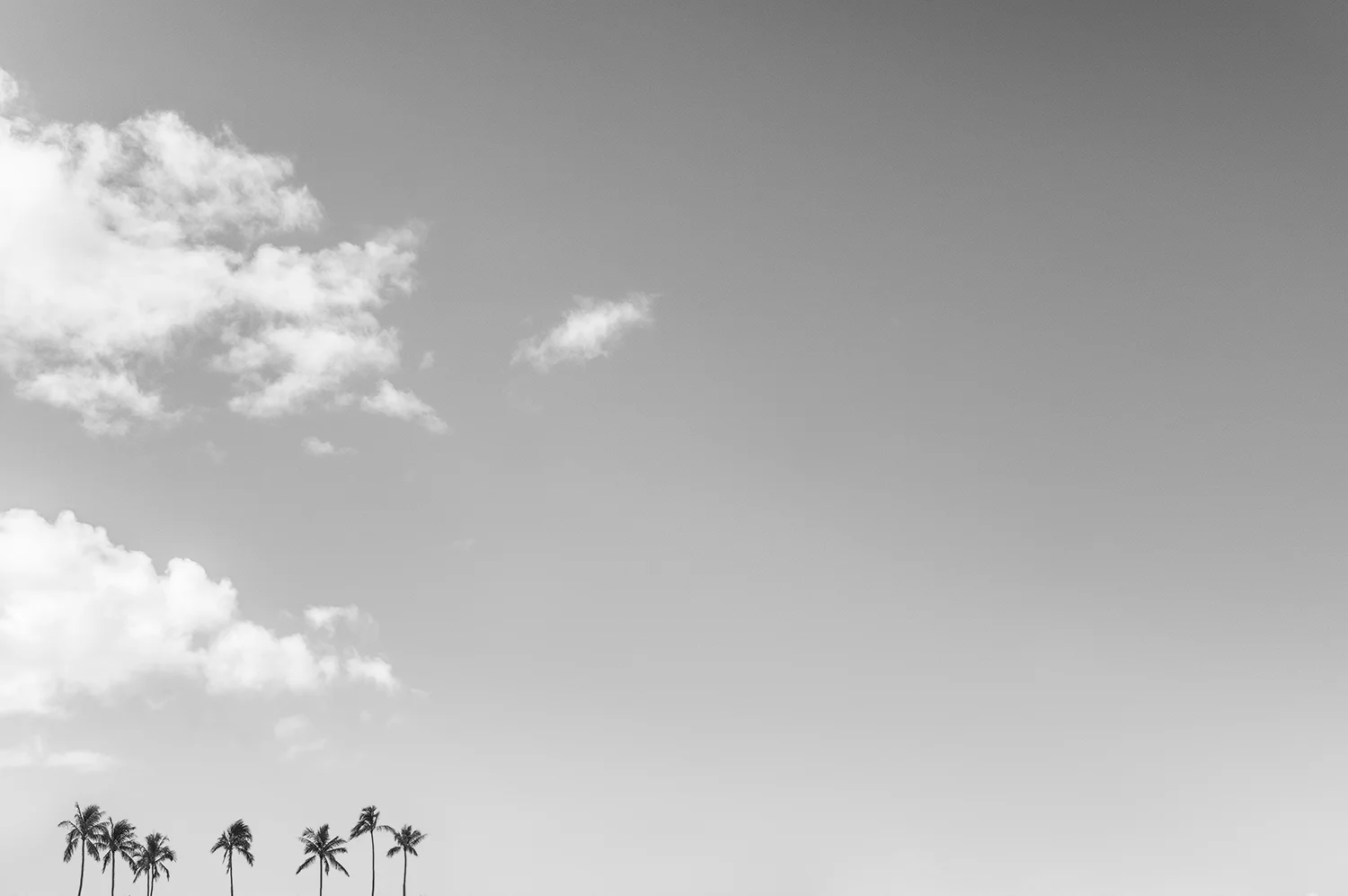 Palms on the Left