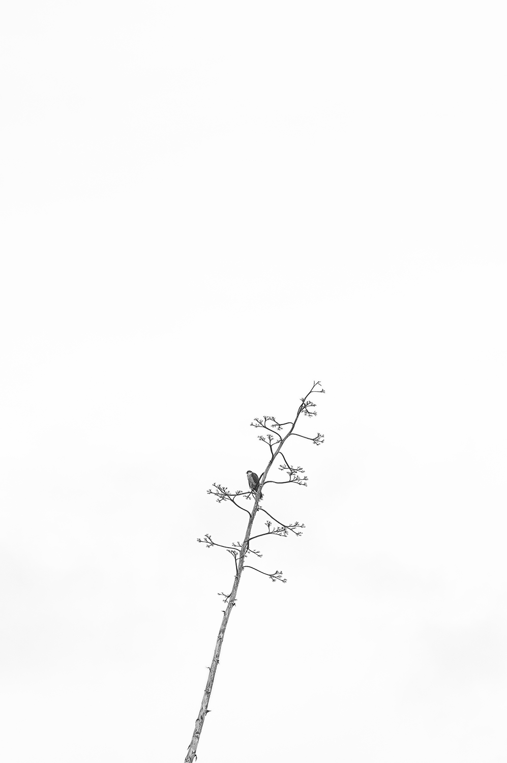 Bird in a Tree