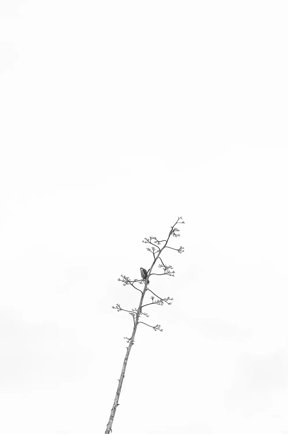 Bird in a Tree