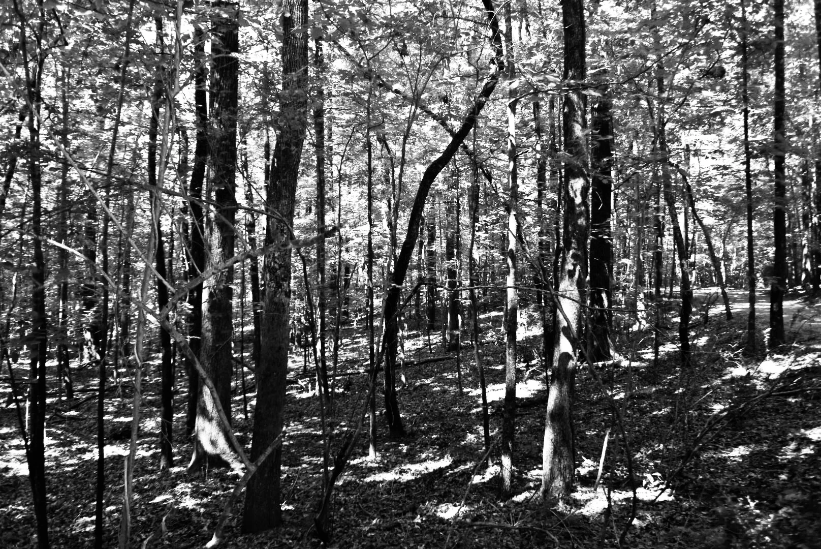 Rowan Oak woods 03.jpeg