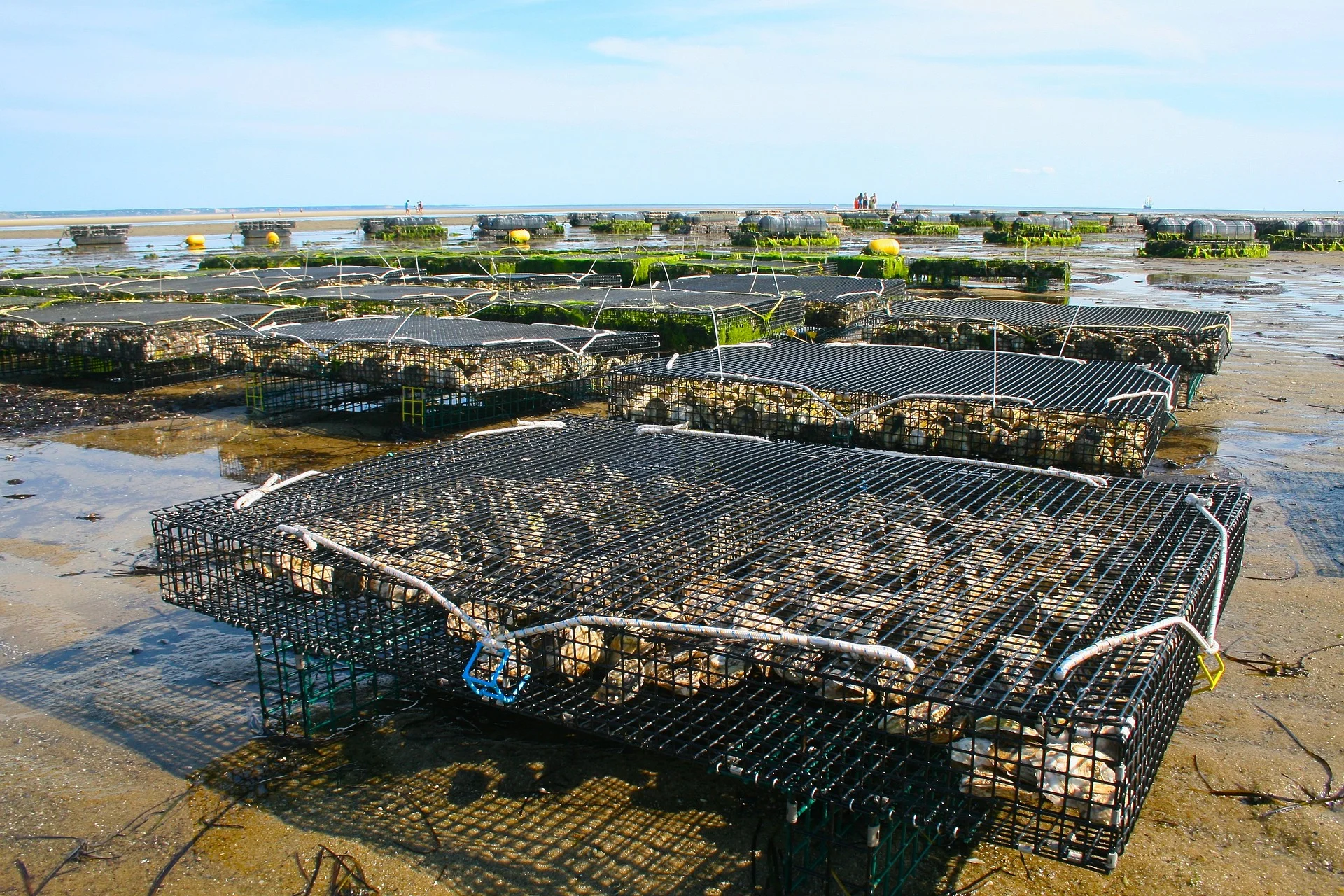 Oyster Beds in Brittany, France