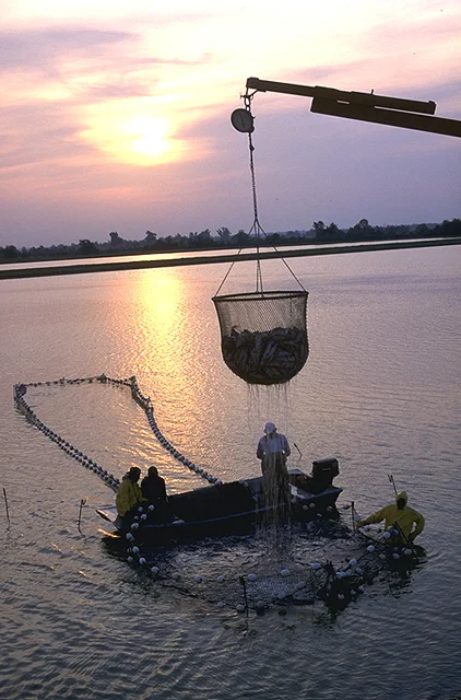 Delta Catfish Farming(Ken Hammond)
