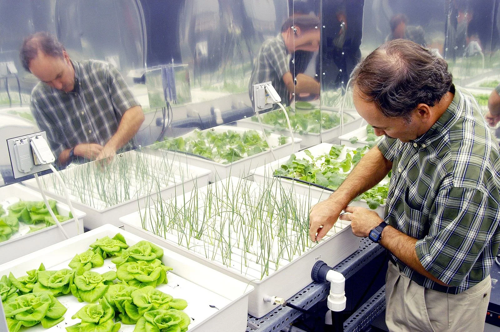 Hydroponic Farming