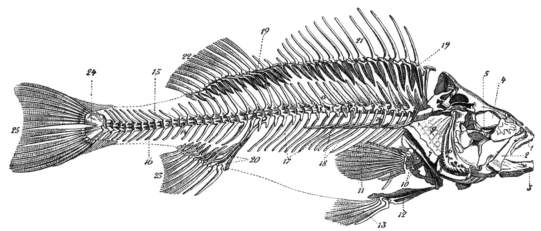 Round Fish Skeleton