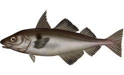 Haddock