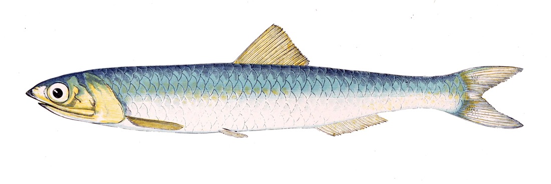 Anchovy