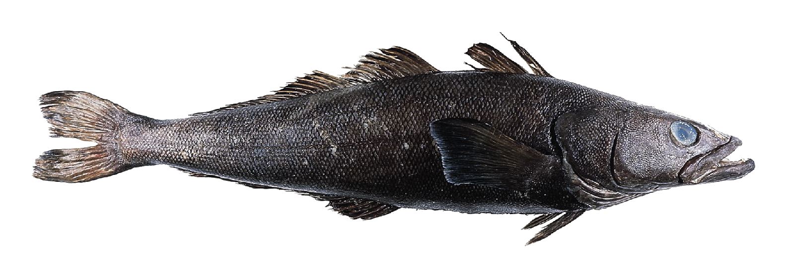 Patagonian Toothfish (Chilean Sea Bass)
