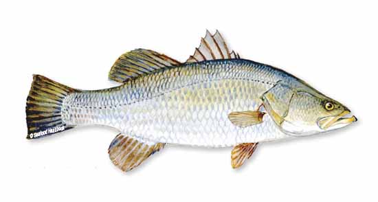 Barramundi