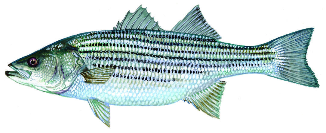 Branzino