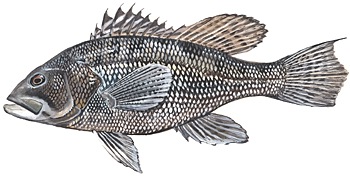 Black Bass