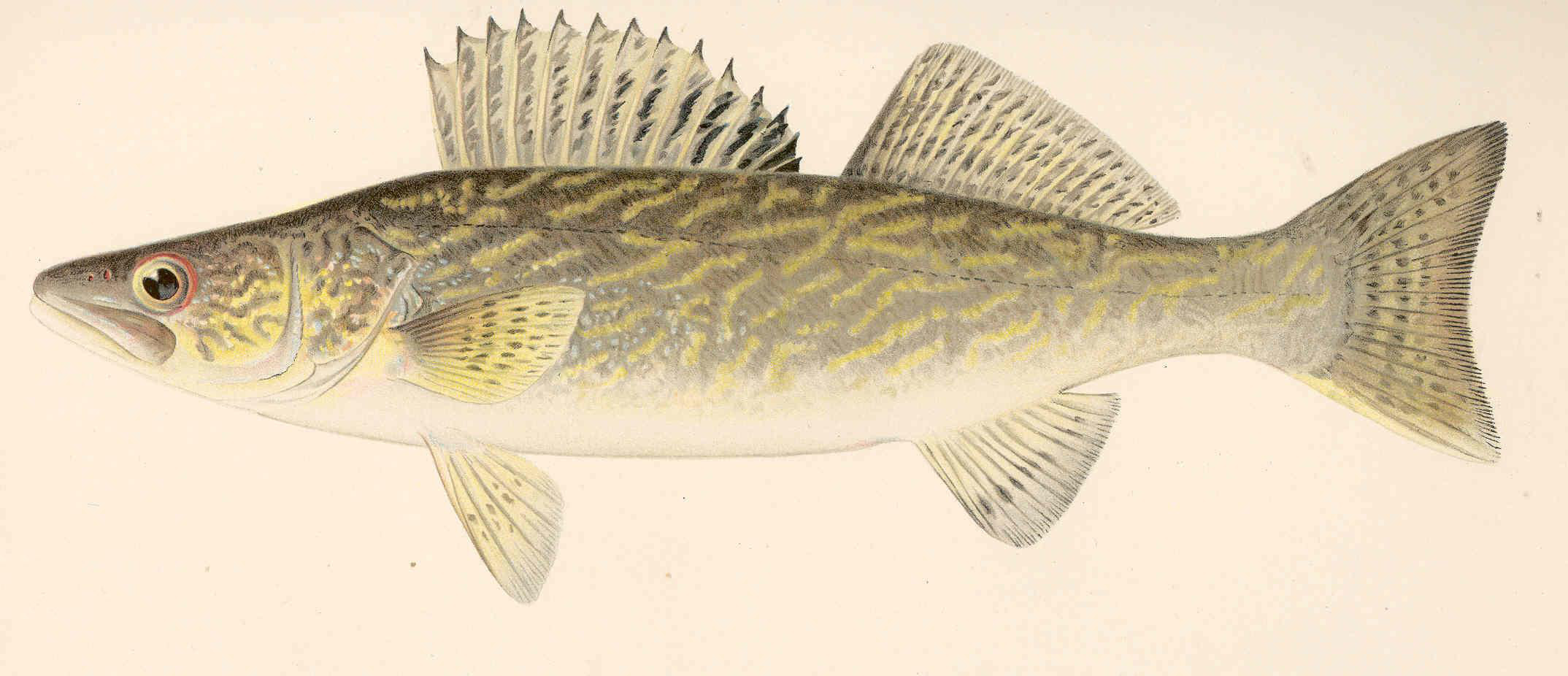 Zander (Pikeperch)