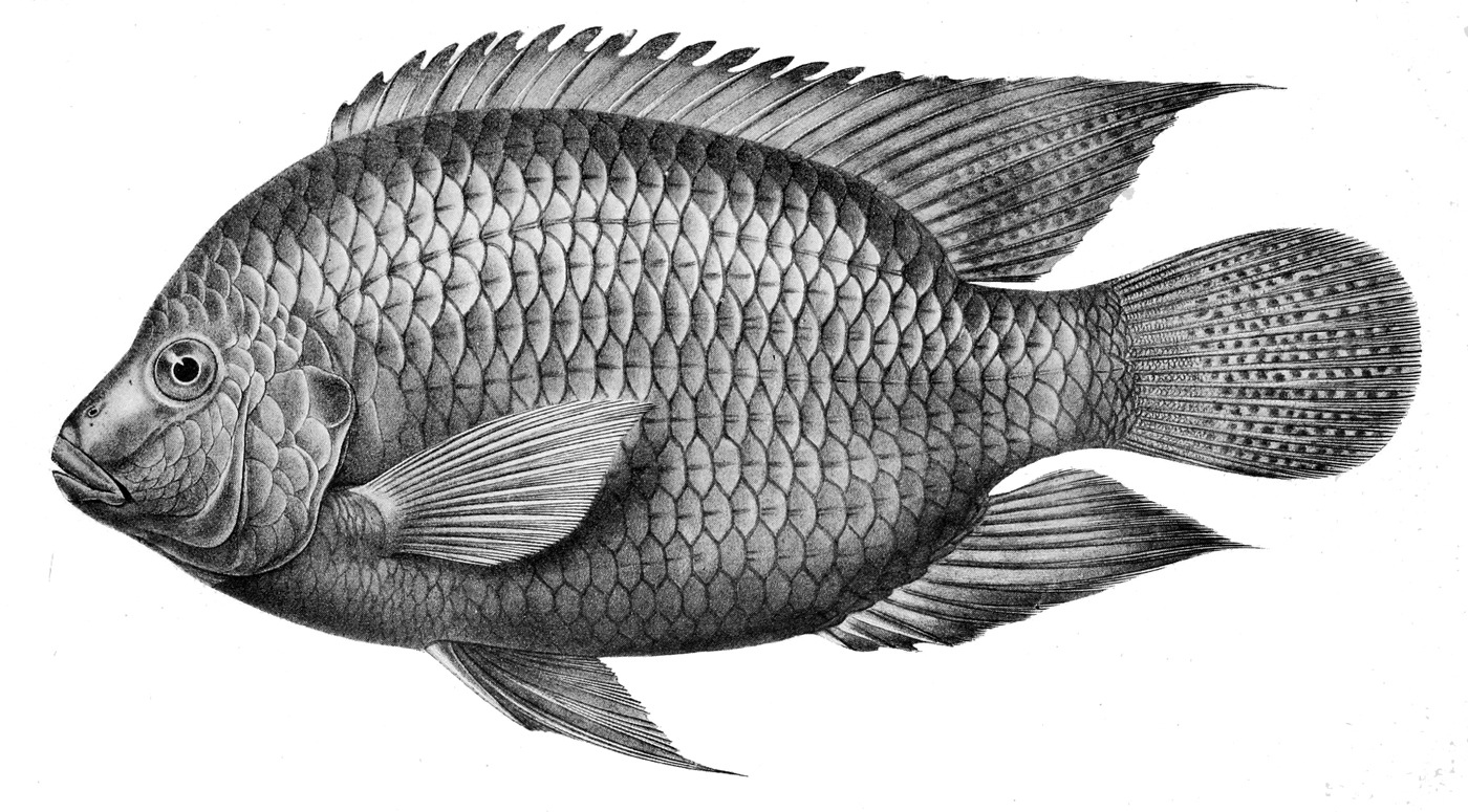 Tilapia