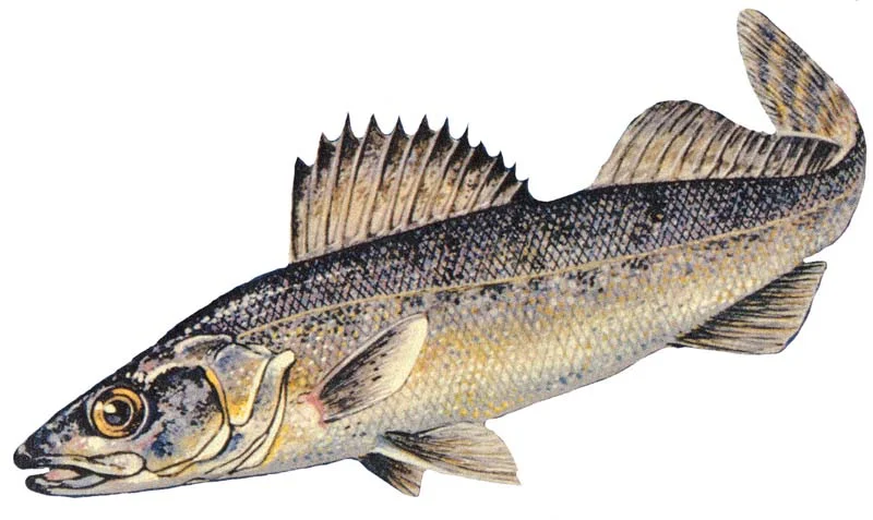 Walleye