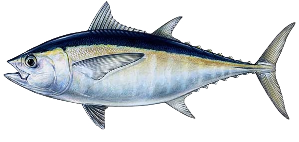 Tuna
