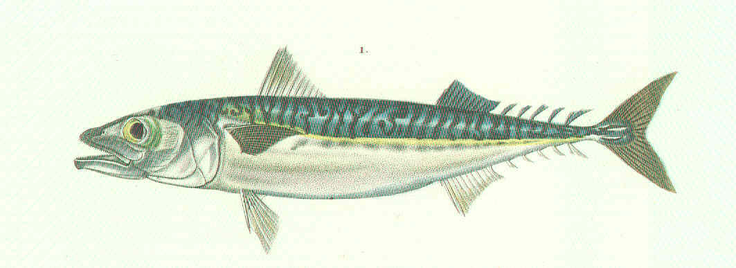 Mackeral