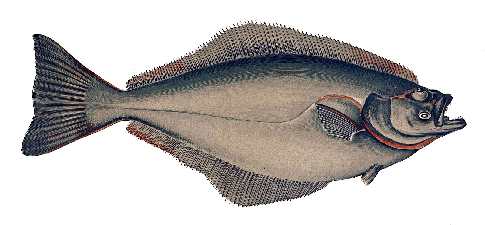 Halibut