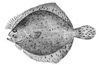Flounder