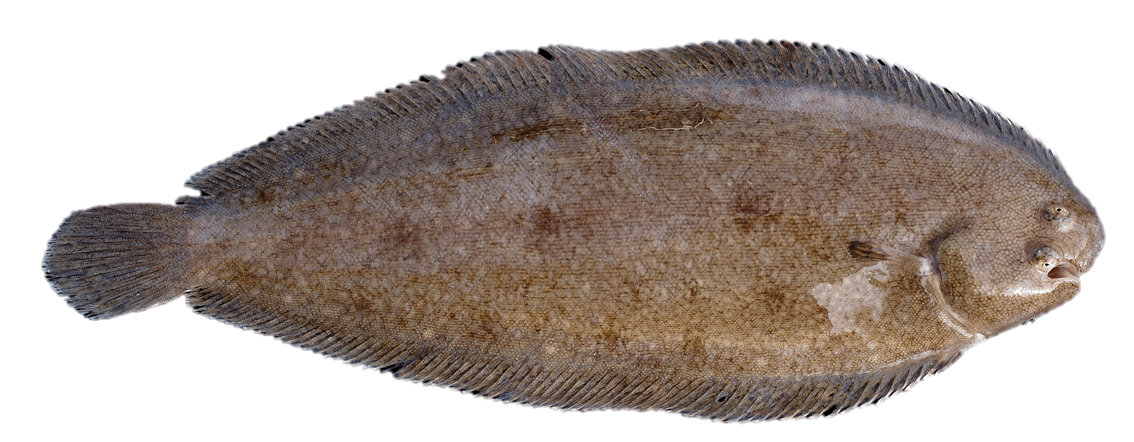 Dover Sole