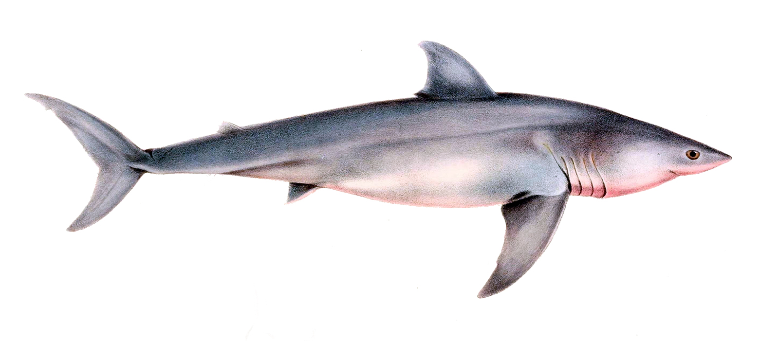 Shark