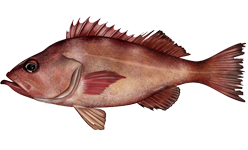 Rockfish (Pacific Ocean Perch)