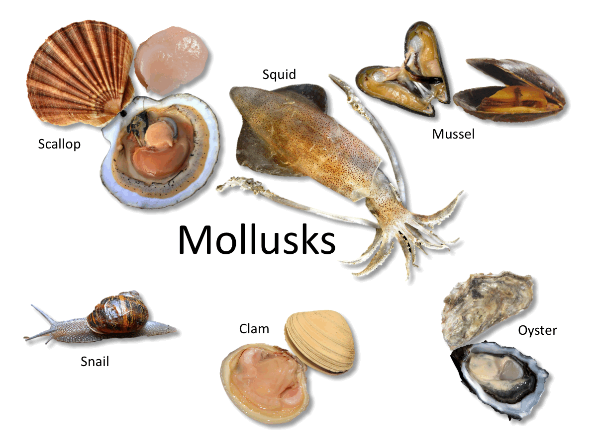 Oyster Identification Chart