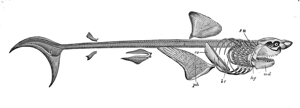 Shark Skeleton