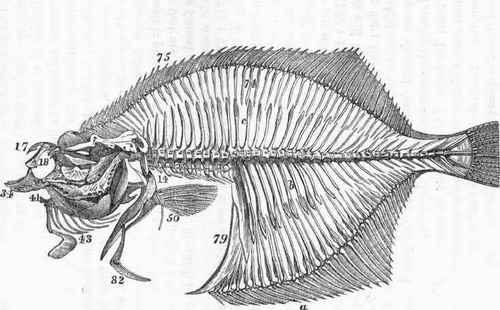 Flat Fish Skeleton