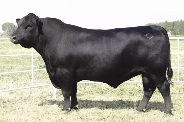 Waygu