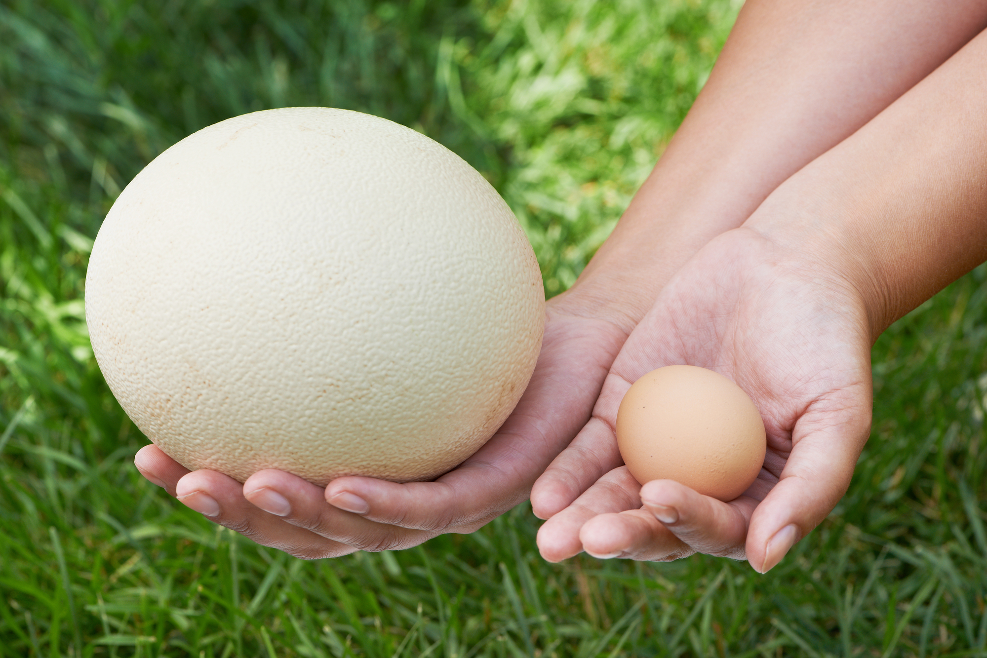 Размер яиц кур. Яйцо страуса. Страусиное яйцо и куриное. Яйцо страуса и курицы. Вес страусиного яйца.