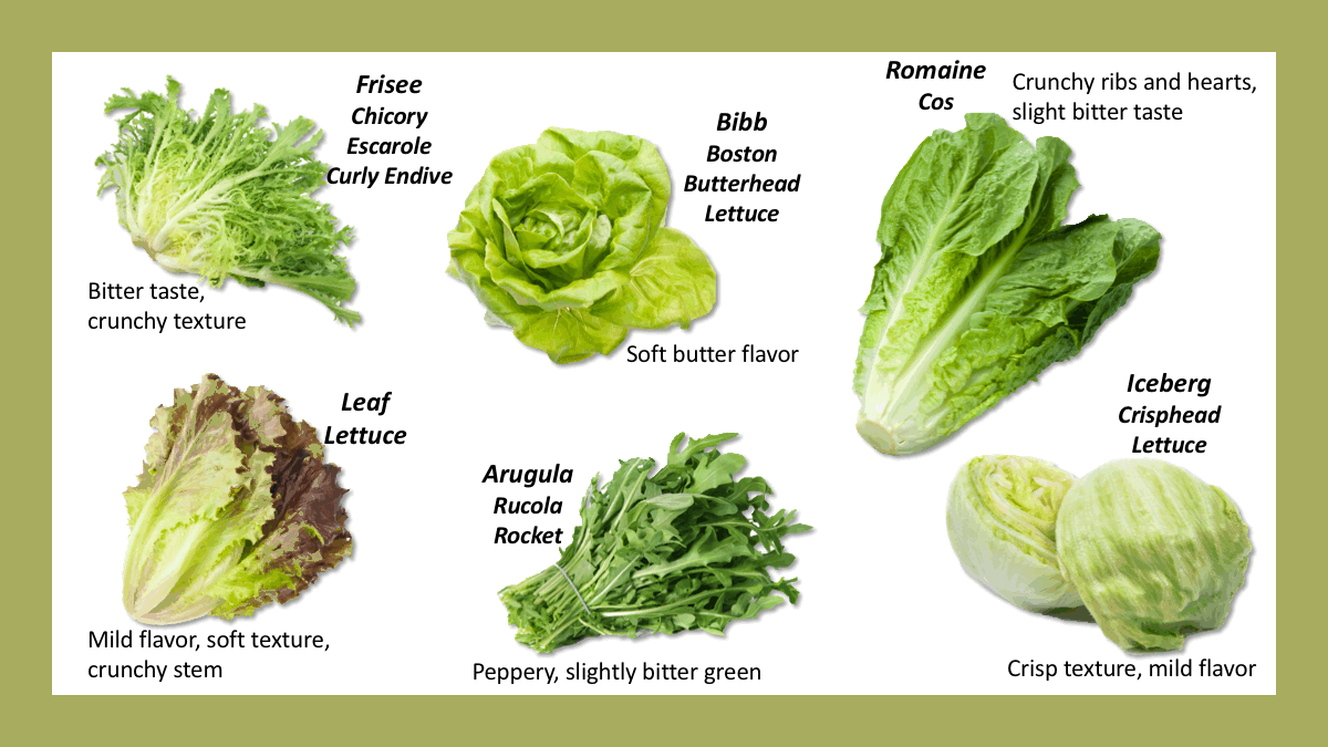 Lettuce перевод на русский. Виды салатов. Виды зелени. Types of lettuce. Виды салатов листовых.