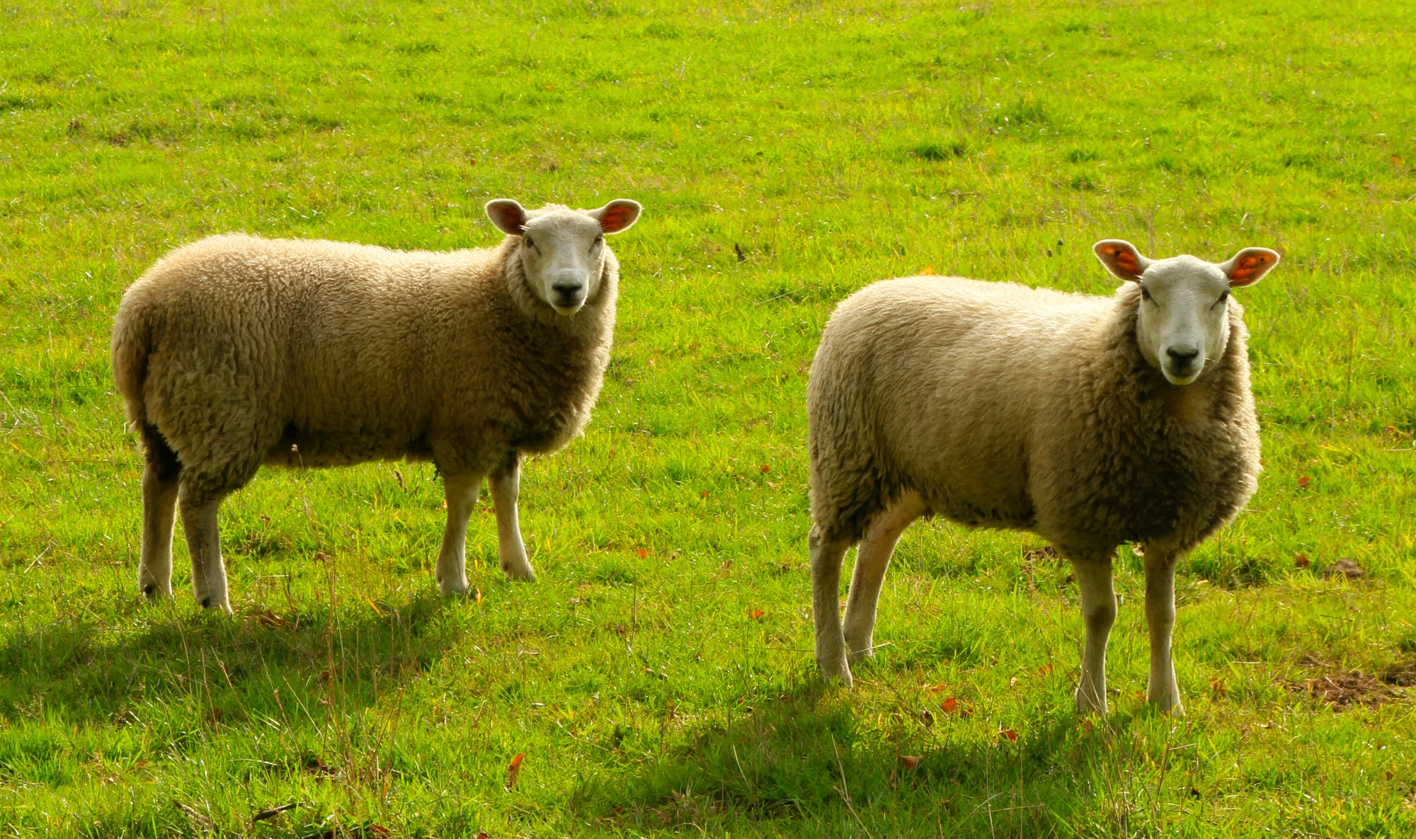 Pasture Grazed Sheep in Germany