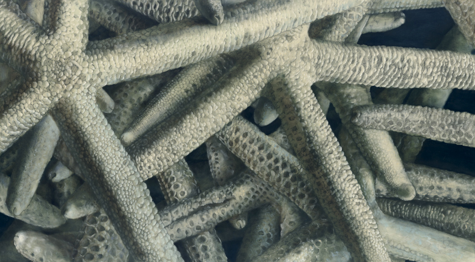 Starfish II.png