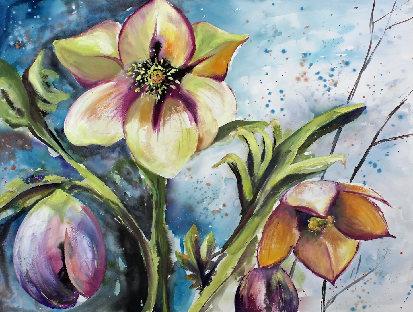 helleboreweb.JPG