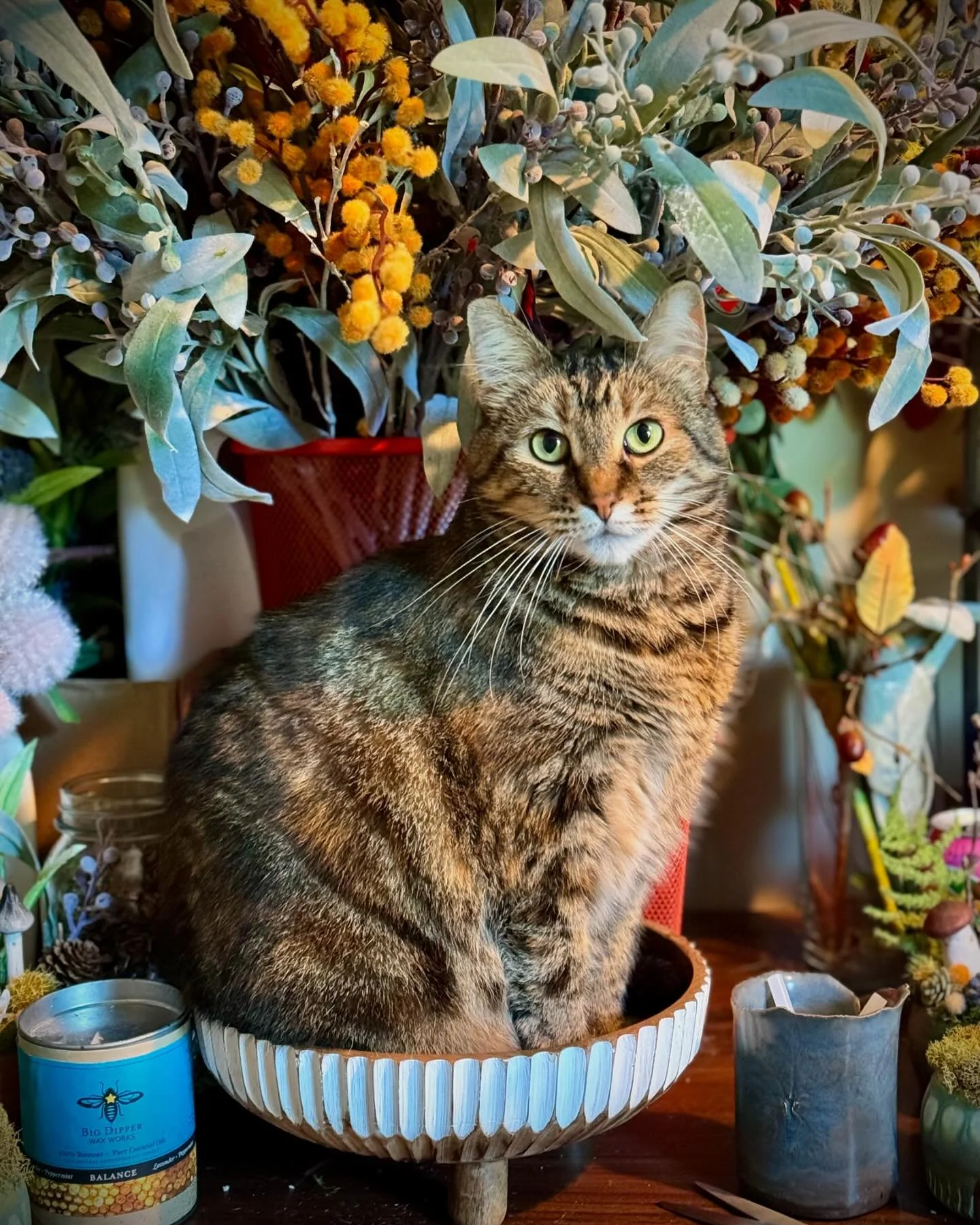 Starry is trying out a new bowl I picked up for my display @thecommonplacemarket . Seems sturdy! She is always my faithful studio companion ❤️