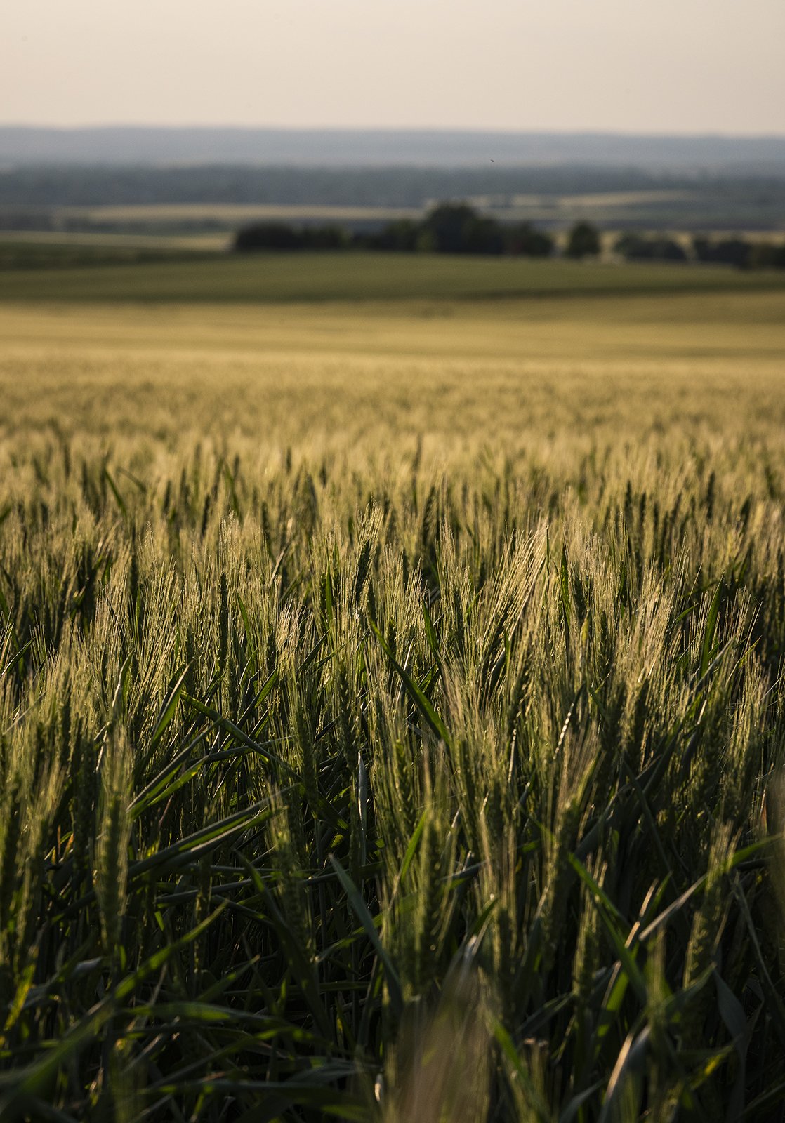 Spring Wheat 1600.jpg