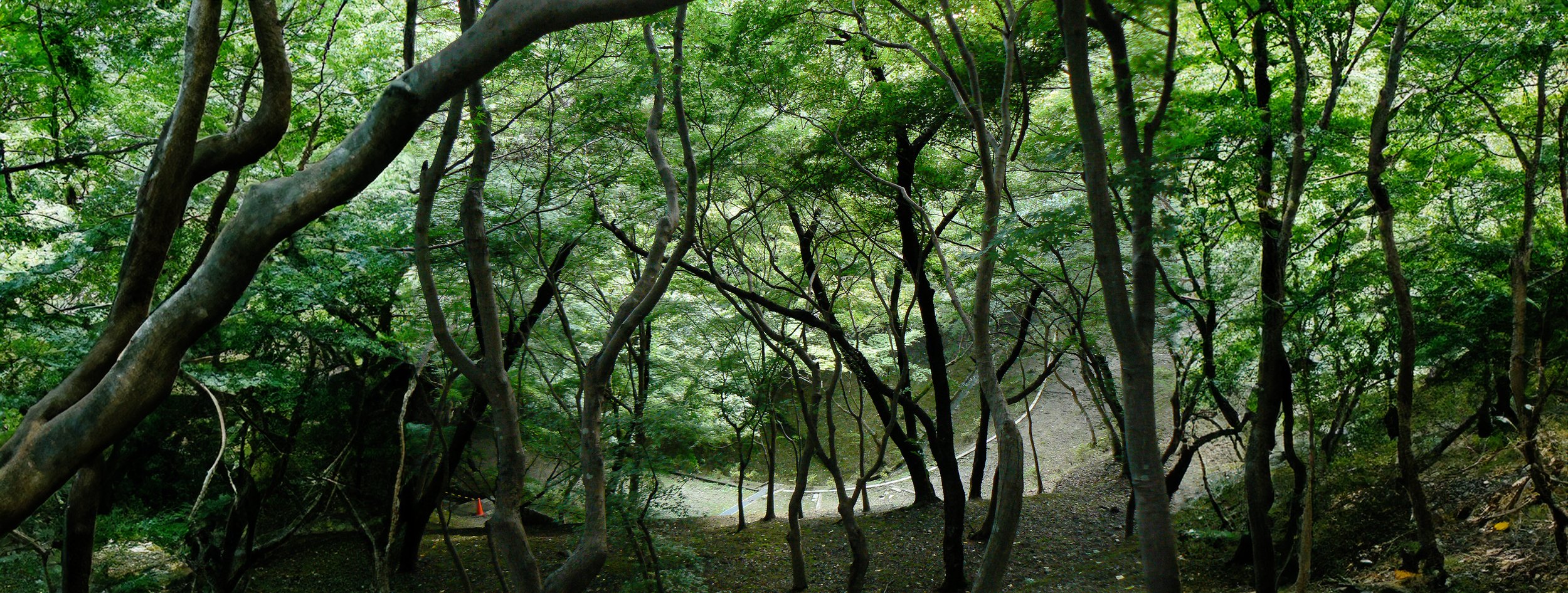 Mystical trees.jpg