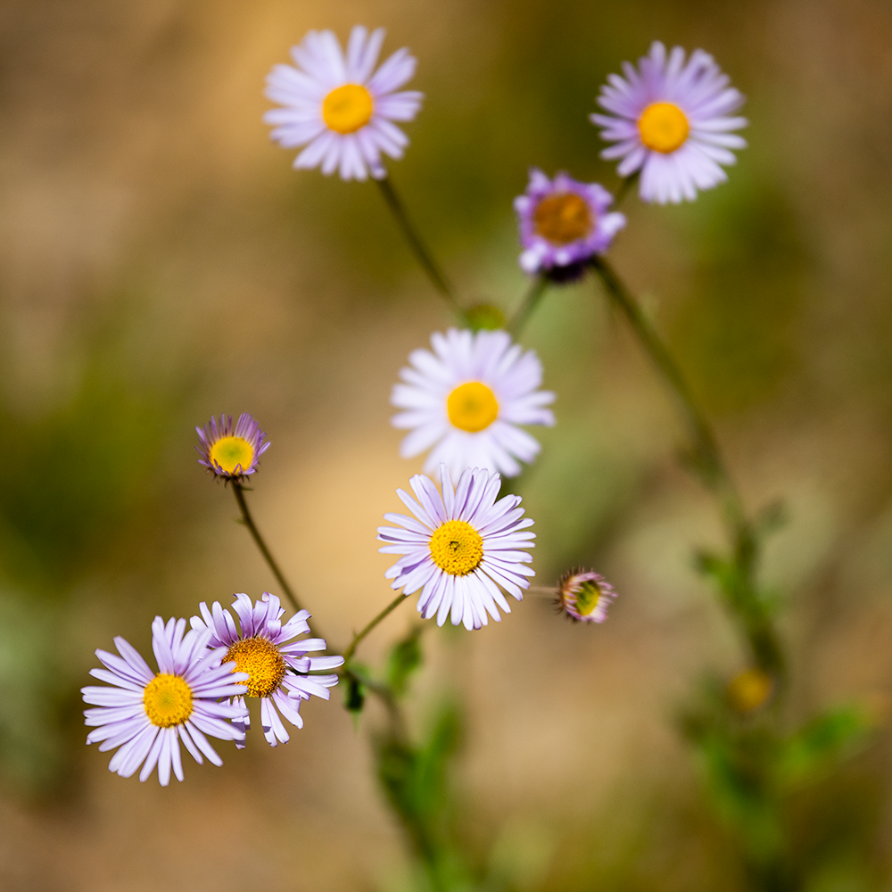 while flower