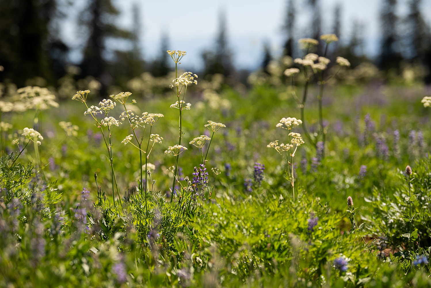 summer wildflowers to