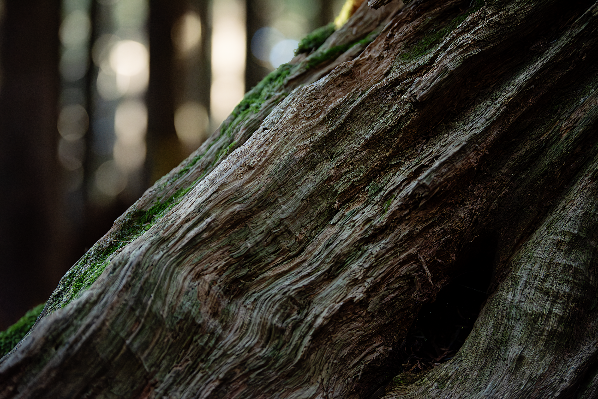 Treebark copy.png