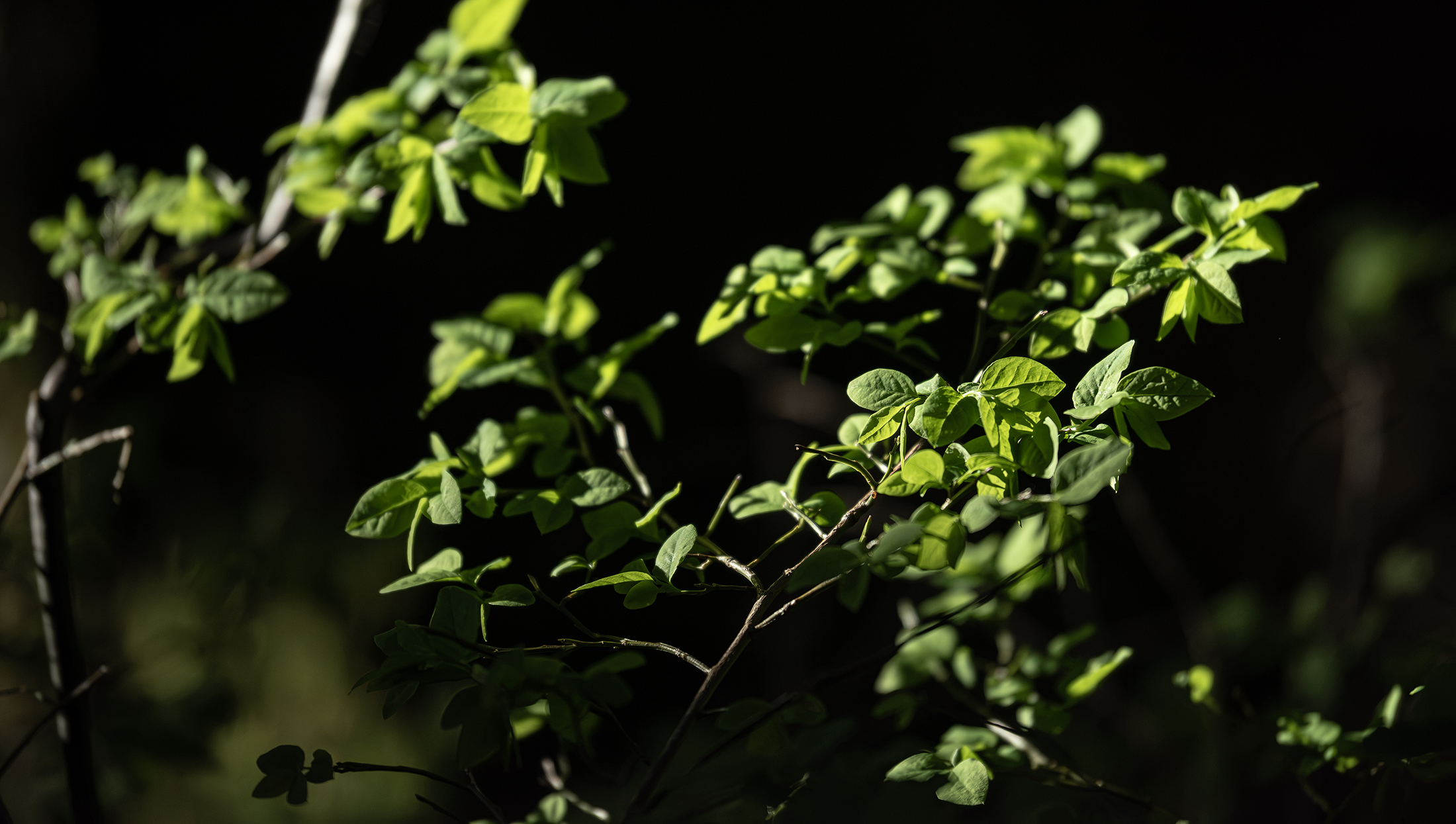 Greenery copy.png