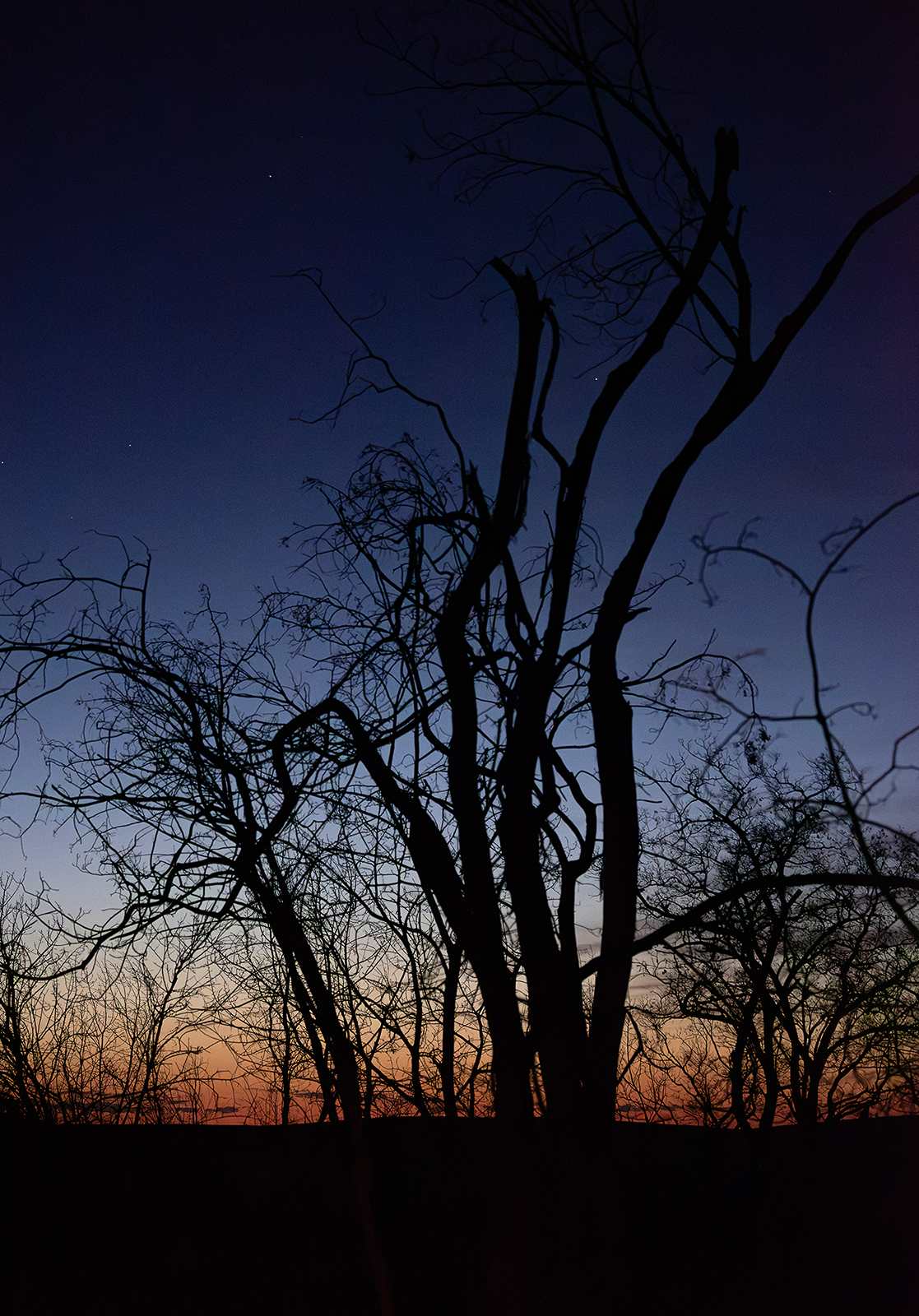 Twilight Trees copy.png
