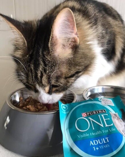 Amongst all that you do, when it comes to caring for your cat, feeding them the right nutrition is essential. Developed by Purina Nutritional Scientists, Purina ONE with succulent Ocean Fish in Gravy is made from high quality ingredients that help pr
