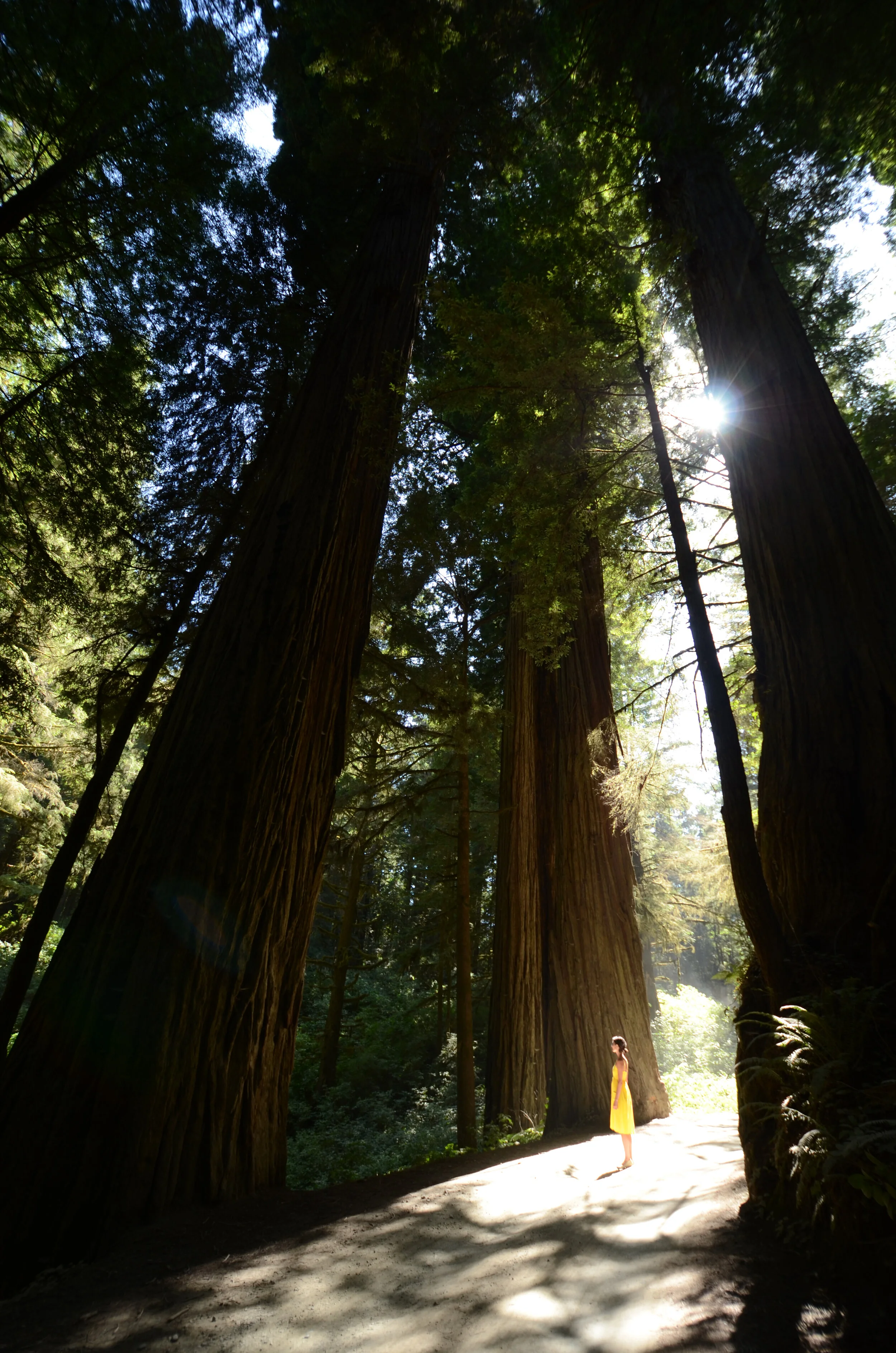LindseyLugschTehle_InAweoftheRedwoods.jpg