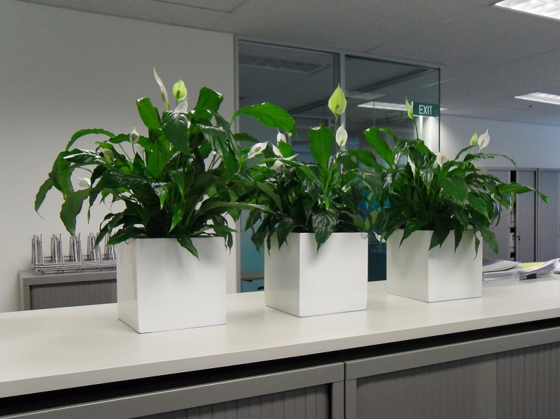 Spathiphyllum