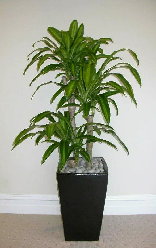 Dracaena Massangeana
